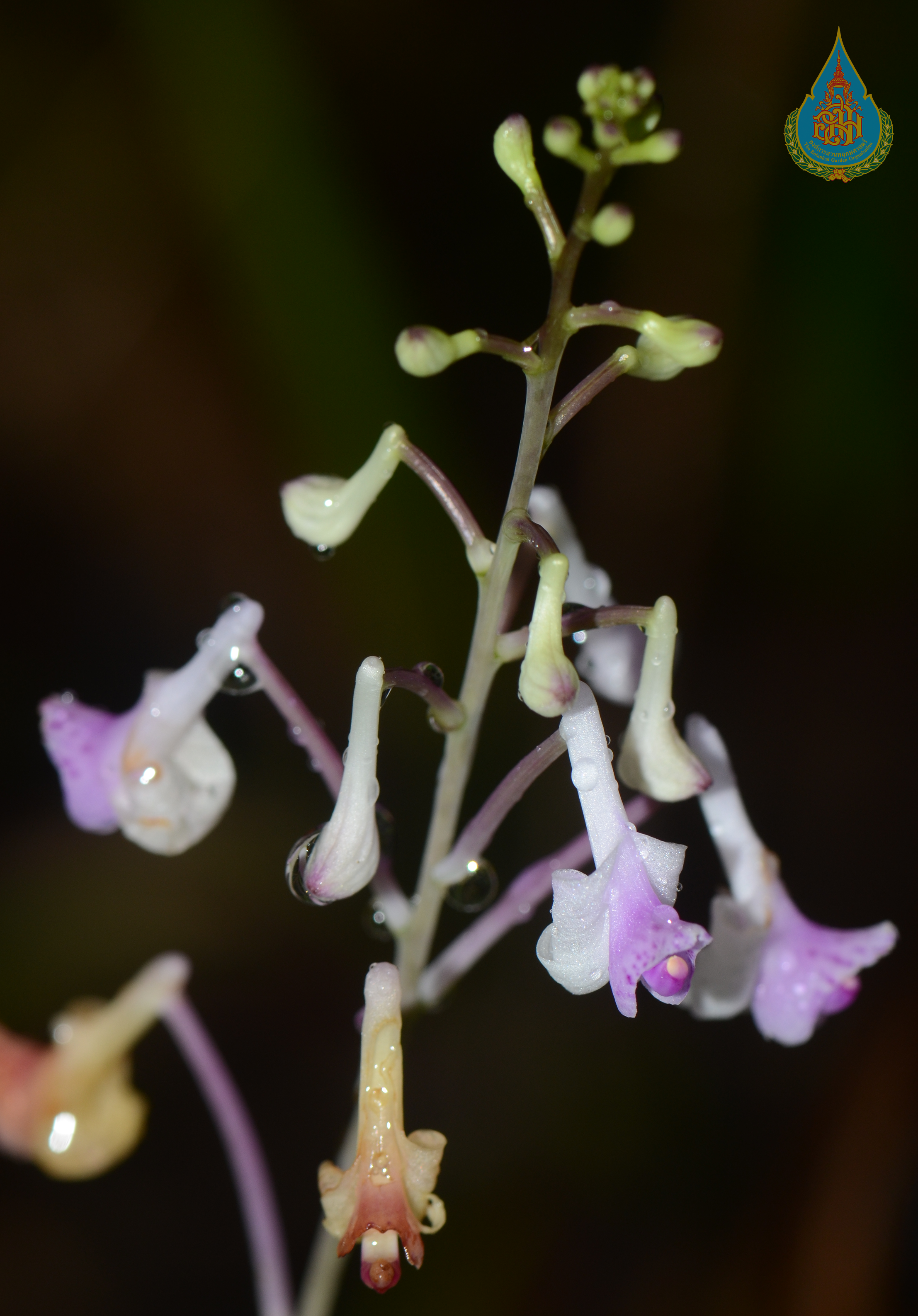 ว่านพร้าว Anthogonium gracile Wall. ex Lindl.<br/>ORCHIDACEAE